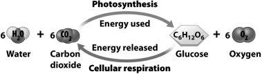 The illustration below indicates that photosynthesis and cellular respiration are both complementary and balanced; the existence of fossil fuels like coal and petroleum suggest in the past,   A) the amount of photosynthesis occurring exceeded the amount of cellular respiration. B) sugars were only one of several products of photosynthesis. C) reduced carbon-rich molecules could be produced independently from the photosynthetic process. D) the energy release from respiration must have exceeded energy use in photosynthesis.