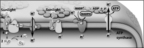 Examine the illustration below; which statement best summarizes the contribution of Photosystem I (PSI) during photosynthesis?   A) PSI provides the initial energy boost to the electrons on their way to Photosystem II (PSII) . B) PSI generates the excited electrons that initially accumulate within the thylakoid space and eventually drive ATP synthesis. C) PSI generates the high-energy electrons that are transported by NADPH to the Calvin cycle and will eventually reduce the carbon in CO<sub>2</sub>. D) By cycling between reduced and oxidized states, PSI regulates the transmembrane passage of protons between the stroma and the thylakoid space.
