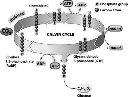 The diagram below shows the Calvin cycle, which is a series of enzymatic reactions that manufacture sugars.   How many times must this cycle  turn  to make one molecule of glucose (six carbons) ? A) 1 B) 3 C) 6 D) 12