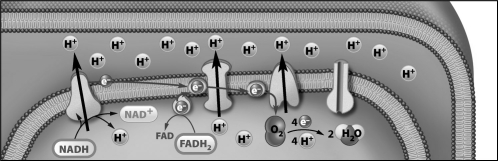 The figure below is a diagram of the inner mitochondrial membrane.   How did the protons (H⁺) in this diagram become concentrated on one side of the membrane? A) The H⁺ were pumped across the membrane by the electron transport chain. B) The H⁺ were released when ATP phosphorylated a membrane protein. C) ATP was used to pump the H⁺ across the membrane. D) Oxygen must release two H⁺ in the intermembrane space before it can move into the matrix.