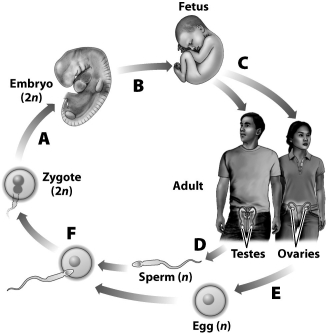 The illustration below shows a summary of the events in the life cycle of a human. Which of the lettered transitions or events require mitosis?   A) all but F B) A, B, and C C) D and E D) F only