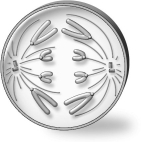 The cell depicted below has a diploid number of 8 (2n = 8) .   Assuming cell division started with a diploid cell, in what stage of what type of cell division is the cell? A) anaphase of mitosis B) anaphase I of meiosis C) anaphase II of meiosis D) Both a and c are possible.