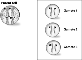 The parent cell shown below-left undergoes meiosis. In the box are three different gametes, numbered 1 through 3.   Which of these gametes could have come from this parent cell? A) gamete 1 B) gamete 2 C) gamete 3 D) All of these gametes could have come from this parent cell.