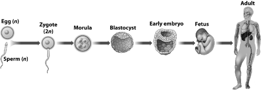 The illustration below shows the developmental sequence leading to an adult human. Every step, except one, requires that mitosis occur; the one exception is   A) fetus to adult. B) zygote to morula. C) blastocyst to embryo. D) egg and sperm to zygote.