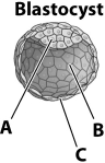 In the illustration below, which letter correctly identifies the inner cell mass?   A)A B)B C)C D)The inner cell mass is not labeled in this illustration.