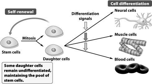 What term(s) would describe the stem cell depicted in the illustration below?   A) totipotent or pluripotent B) multipotent or unipotent C) totipotent or multipotent D) hemipotent or unipotent