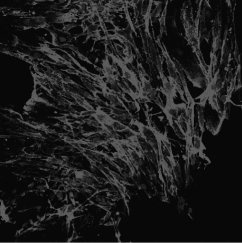 The illustration below shows bone marrow stem cells; it is most likely that these stem cells are _____ because they are derived from _____.   A)totipotent; mesenchymal embryonic tissue B)pluripotent; tissues that do not contribute to the production of the placenta or embryonic membranes C)multipotent; a mature organ system that already shows differentiation D)totipotent; the inner cell mass of the bone marrow