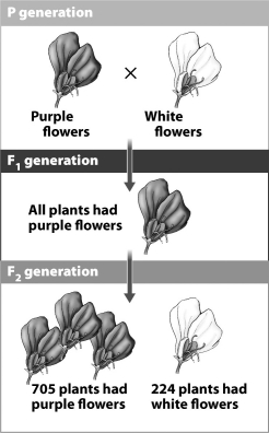 The figure below shows three generations in one of Mendel's experiments. According to the data in this figure, Mendel's F₂ generation contains many more purple flowers than white flowers. Which of the following is the best explanation of this observation?   A) Three-quarters of the offspring must receive the white allele. B) The chance of an individual offspring receiving a white allele is only 25 percent. C) The probability of any individual offspring receiving a copy of the purple allele is 3:1. D) The white allele is only dominant in about 25 percent of the offspring that inherit it.