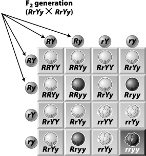 <strong>In the Punnett square shown below, the lettered circles on the top and left of the square (indicated by the arrows)represent the </strong> A)offspring that will be produced by the cross. B)genotypes of the parents involved in the cross. C)gametes that may be produced by each parent involved in the cross. D)offspring that could be produced by the cross.