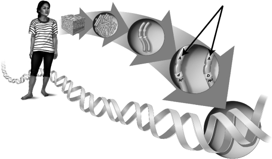 The lettered fragment indicated by the black arrow in the image below is the part of a chromosome responsible for producing ____________________ that ultimately determine the phenotypes of an individual.   