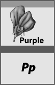 The plant shown in the image below would be considered a hybrid.   
