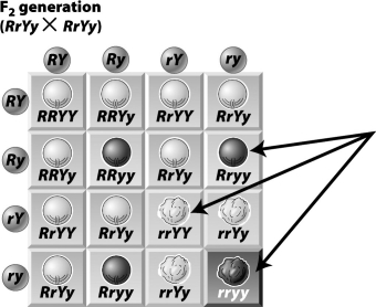 In this Punnett square, the genotypes inside the boxes (a few are indicated by arrows here)represent the number and type of offspring a given pair of individuals will produce when mated.   