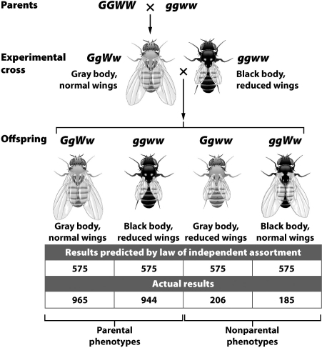 The actual results in the experiment depicted in the figure below differ significantly from the expected results predicted by Mendel's laws because the gene for body color and the gene for wing length   A)are both recessive. B)are close together on a single chromosome. C)undergo independent assortment. D)are located on completely opposite ends of the same chromosome.