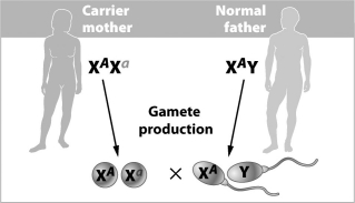Which of the following is true of the cross shown in the figure below?   A) All of their daughters will be carriers. B) Their sons have a 50 percent chance of being carriers. C) Their sons have a 50 percent chance of having the disorder. D) Their daughters have a 50 percent chance of having the disorder.