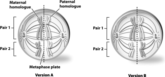 The diagrams below show the same cell, but the homologous pairs are arranged differently in each diagram. The different arrangements of the homologous pairs in version A as compared with version B provide an example of the concept of ____________________.   