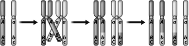 The Diagram Below Depicts the Process of Translocation | Biology+