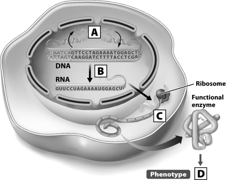 Where in this diagram of the flow of genetic information of the cell would translation occur?   A) A B) B C) C D) D