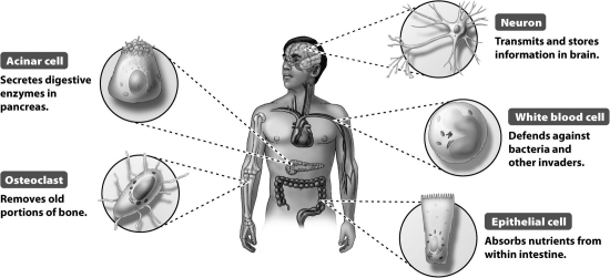 What is not true of the five different cell types from the individual shown in the figure below?   A) They have the same DNA sequence. B) They contain the same genes. C) They express the same genes at the same time. D) They have the same housekeeping genes.