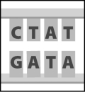 This figure shows a short sequence of DNA. During DNA replication, the piece of DNA depicted below will produce   A) one single-stranded molecule with the sequence CTAT. B) two single-stranded molecules with the sequence GATA. C) one single-stranded molecule with the sequence CTAT and a separate single-stranded molecule with the sequence GATA. D) two double-stranded molecules that look just like the image above.