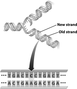 The figure below illustrates DNA undergoing replication. The region indicated by the arrow in this image represents a   A) single base pair. B) mismatch error. C) mutation. D) transformation.