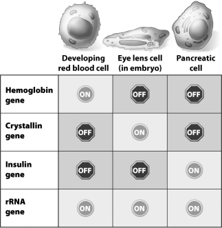 The table below shows which of these four genes are on or off in three different cell types.   Why is the expression of the rRNA gene so different from the expression of the other genes in the table? A) rRNA is required for the proper functioning of all cells, but the products of the other genes are only essential to the function of one cell type. B) rRNA is easier to produce than the products of the other genes. C) The rRNA gene is found in the genomes of all three cell types, but the other genes are only found in the genomes of their specific cell type. D) rRNA is needed at all stages of the cell cycle, but the products of the other genes are only needed during cell division.
