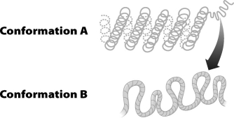 The figure below illustrates two levels of DNA packing in a eukaryotic cell. Conformation B is an enlargement of the area in Conformation A, indicated by the start of the arrow. In which conformation is transcription most likely to occur?   A) Conformation A, because the tight coiling brings regulatory DNA sequences closer together. B) Conformation A, because tight coiling only occurs during cell division, which is when transcription occurs. C) Conformation B, because RNA polymerase can only access regulatory DNA when chromosomes are not condensed. D) Conformation B, because in this conformation, the DNA is completely separated from histones that bind to regulatory DNA sequences preventing transcription.