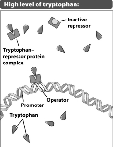 In the figure below, are the genes that encode the enzymes needed to make tryptophan on or off?   A) The genes are on because the genes involved in tryptophan production are housekeeping genes. B) The genes are on because the complex of tryptophan and repressor protein allows RNA polymerase to bind to the promoter. C) The genes are off because the complex of tryptophan and repressor protein prevents RNA polymerase from interacting with regulatory DNA. D) The genes are off because when tryptophan is plentiful in the environment, RNA polymerase is not made.
