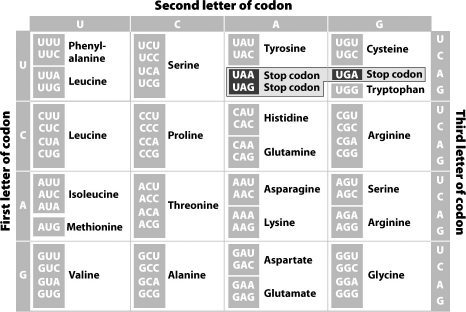 Use the chart below to determine the chain of amino acids that would be produced by the entire sequence UGUACGAUAGGCUAG.   A) ACAUGCUAUAUCCCG B) ACATGCTATATCCCG C) cysteine-threonine-isoleucine-glycine D) cysteine-threonine-isoleucine-glycine-stop