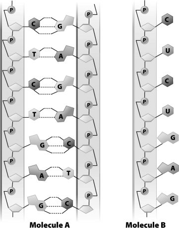 Molecule B in the image below is RNA.   