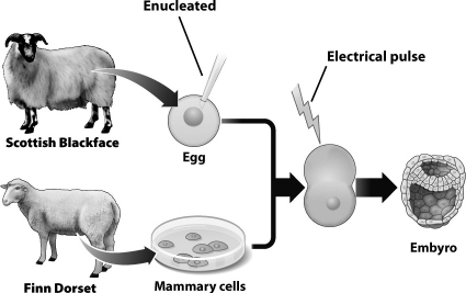 The nuclear DNA of the embryo that results from the process shown in the diagram below   A) is identical to the nuclear DNA of the Scottish Blackface sheep. B) is identical to the nuclear DNA of the Finn Dorset sheep. C) is a unique mix of the nuclear DNA from both of the pictured sheep. D) contains one full set of chromosomes from each of the pictured sheep.
