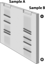 A sample of the same DNA is placed into each of two test tubes. Each tube is treated with a restriction enzyme and the resulting fragments are separated by gel electrophoresis producing the gel shown in the figure below. Which of the following explains why the pattern of DNA fragments differs in these two samples?   A) Different restriction enzymes must have been used in the different tubes. B) One tube was heated, but the other tube was not. C) Ligase was added to one of the tubes, but not the other. D) The restriction enzyme added to the tubes cut DNA at more than one sequence.
