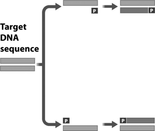 The figure below shows the first cycle in polymerase chain reaction (PCR) .   What is the role of the structure marked  P  in this figure? A) The  P  represents the heat-tolerant DNA polymerase used in PCR to copy the gene of interest. B) The  P  represents a sequence of DNA complementary to parts of the gene being amplified that allows DNA polymerase to attach to the gene. C) The  P  indicates where on the DNA that DNA polymerase should terminate replication. D) The  P  indicates the location of the promoter for the gene being amplified.