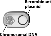 The bacterium shown in the image below is a genetically modified organism.   