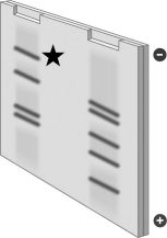 Examine the image below of a gel produced by the electrophoresis of DNA. The smallest fragment on the gel is the one indicated by the star.   