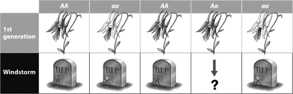 During a windstorm, a tree falls on the population of wildflowers shown in the figure below. Most of the flowers die (as indicated by the tombstones in the second row) . The survivors go on to reproduce. What will the next generation of this wildflower population look like?   A) Half of the flowers will be gray and the other half will be white. B) All of the flowers will be white. C) All of the flowers will be gray. D) Three quarters of the flowers will be gray and one-quarter will be white.