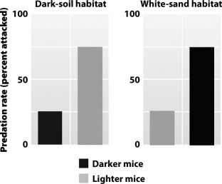 A group of scientists proposed that mammals with fur that contrasts with their background are hunted more by predators than mammals with fur that blends in with their background. After running several experiments, the scientists publish the following data. These graphs   A) support the hypothesis because dark-colored mice are attacked more often in both light and dark environments. B) support the hypothesis because dark-colored mice were attacked more in light environments and light-colored mice were attacked more in dark environments. C) do not support the hypothesis because although dark-colored mice are captured more often in light environments, they are also captured more often in dark environments. D) do not support the hypothesis because light-colored mice are attacked more often in both light and dark environments.