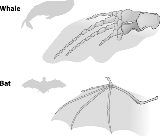 The following diagram shows the bone structure of a whale flipper and a bat wing. Which of the following suggests that these two structures are homologous rather than analogous?   A) Both the flipper and the wing contain five fingerlike bone projections. B) The flipper is formed from the entire front appendage of the whale, but the wing is only formed from the hand part of the front appendage of the bat. C) The bones that form the five fingerlike projections in the flipper have much thicker bones than the bones that form these projections in the bat. D) The flipper of the whale contains more bones than the wing of the bat.