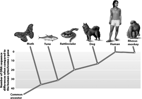 Examine the figure below. According to this figure, the cytochrome c genes of ____________________ and humans have the least similar DNA sequences.   
