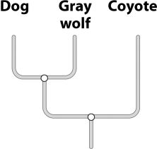 According to the evolutionary tree below, the most closely related ancestor of modern dogs is the coyote.   