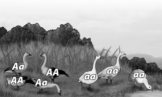 The geese shown in the figure below are all members of the same population. What is the genotype frequency of AA?   A) 0.29 B) 0.57 C) 0.71 D) 0.43