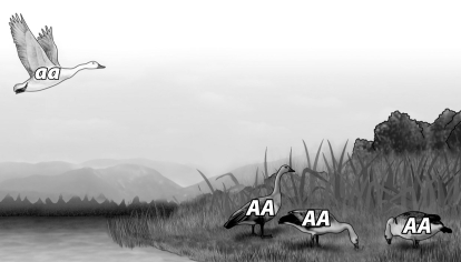 In the figure below, the flying bird moves permanently into the population shown on land. As a result, the allele frequency of A in the population changes from   A) 1 to 0.75. B) 0 to 0.25. C) 0 to 0.75. D) 1 to 0.25.