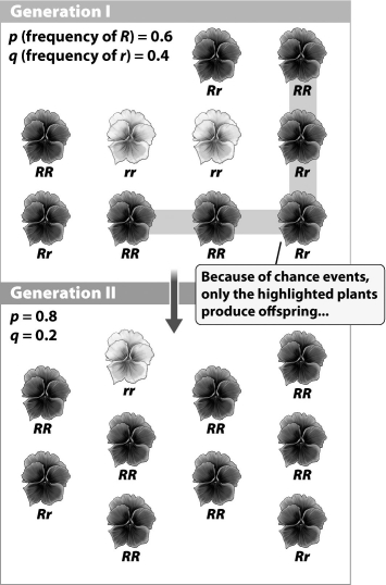 According to the figure below, the r allele is less frequent in generation II of this flower population. The frequency of r decreases in this population because   A) of genetic drift. B) recessive alleles are always less common than dominant alleles. C) p + q must always equal 1. D) R alleles are more likely to  hide  r alleles in generation II.
