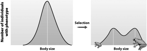 If the phenotypic distribution of a population starts out as shown in the graph on the left and ends as shown in the graph on the right, you can conclude that the population is undergoing directional selection.   