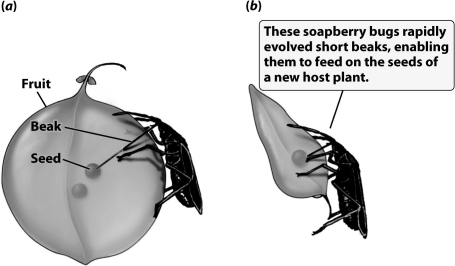 The soapberry bugs shown in the figure below adapted to a change in food source in as fast as 30 years. For evolution to occur this quickly   A) alleles for shorter beaks must have been present in the soapberry bug population before its food source changed. B) the soapberry bugs must have mutated their beak length genes when they ran out of food. C) the life cycle of the soapberry bug (time from egg hatching to reproductive age)  must be very long. D) soapberry bugs must have had several other food sources besides the fruit they normally ate.