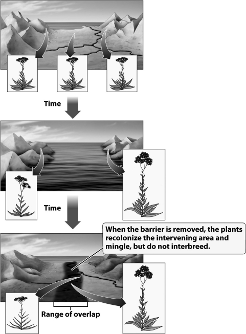 Why have the two plant populations depicted in the diagram below become so different in the time they were separated by the ocean?   A) Founder's effect; a small group of individuals carrying only the tall allele established a new population on the right side of the ocean. B) The amount of gene flow between the two populations increased when the ocean separated the plants, so mutations moved from one population to another. C) When sea levels rose, it killed all of the plants on the right side of the figure. A new species evolved from another plant species already existing in the mountains on the right. D) The separated populations adapted to the different environments on each side of the ocean and became reproductively isolated.