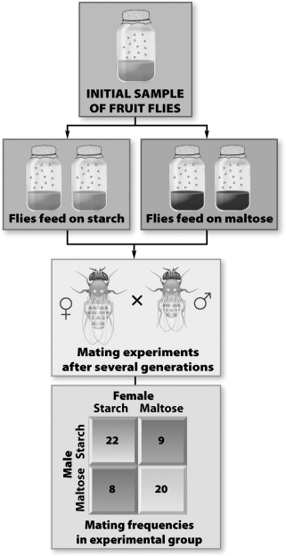 In the figure below, two populations of one species of fruit flies were raised for several generations on different nutrients (starch and maltose) . Then the members of the two populations were reintroduced and the mating frequencies of flies from the two different populations were recorded. Which of the following is true?   A) After only a few generations, these two populations have undergone speciation because they no longer mate with each other at high levels. B) The two populations are in the early stages of reproductive isolation because male flies are more likely to mate with female flies that were raised on the same medium. C) Fruit flies grown on starch for several generations are no longer capable of consuming maltose. D) The original population of fruit flies actually consisted of two different species of fruit flies. When hybridization occurred between the two populations, only sterile offspring were produced.