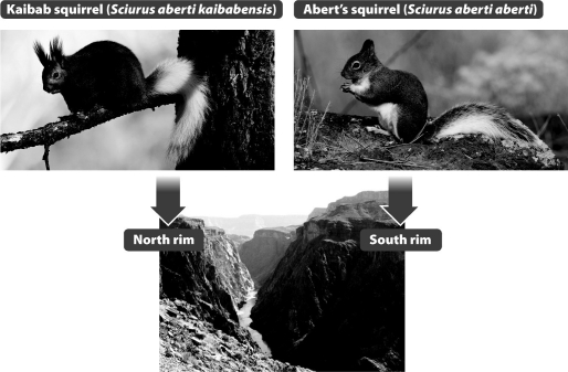 The two squirrel species shown in the figure below arose from the same ancestor. The Kaibab squirrel lives on the north rim of the Grand Canyon and Albert's squirrel lives on the south rim. Which is the most likely explanation for their speciation?   A) The population of ancestral squirrel occupied only one of the rims of the Grand Canyon. As the population grew, some members of the population crossed the Grand Canyon to form a new population. The populations had different phenotypes due to the founder effect. B) The population of the ancestral squirrel was split by the formation of the Grand Canyon. Since the habitats were different on each rim, the populations evolved differently and became reproductively isolated. C) When the Grand Canyon formed, competition for food and shelter became fierce. The two species arose through sympatric speciation as some individuals gathered food on the north rim rather than the south rim. D) The ancestral squirrel was actually a hybrid of two squirrel species. When the populations were separated and could no longer mate, the characteristics of the two species became more obvious.