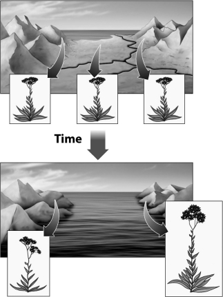 In the example below, two new species are created as a result of ____________________ speciation.   