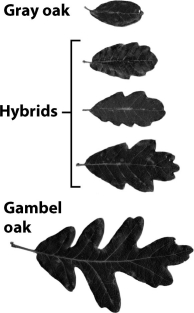 Some species, like the gray oak and the Gambel oak, hybridize to create fertile offspring, but remain phenotypically distinct as shown by the leaves in the image below. As a result, they are considered different species.   