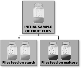 The experiment diagrammed in the image below could lead to the reproductive isolation of fruit fly populations.   